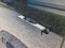 2027 INFINITI QX80 SPORT
